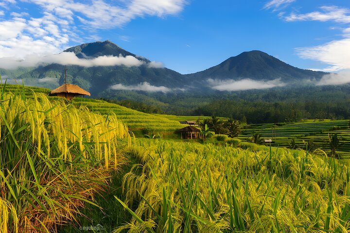Lush green Tegalalang rice terraces in Ubud, Bali